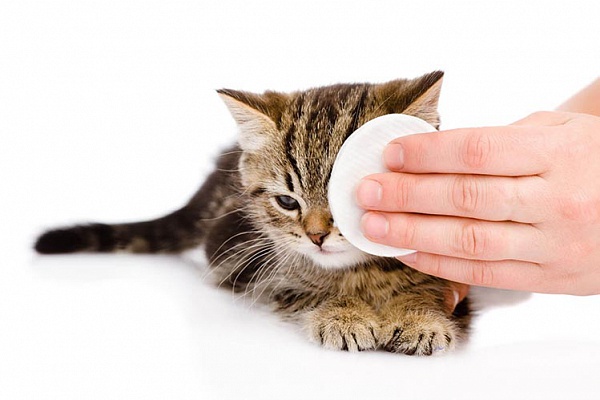 Какой антибиотик можно дать кошке в таблетке thumbnail
