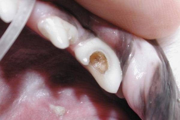 Болит зуб у собаки симптомы и лечение thumbnail