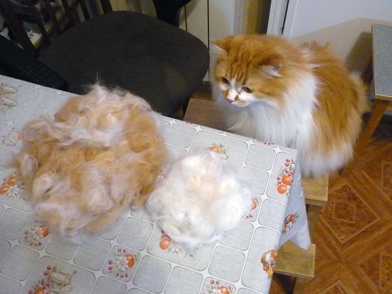 Кошачьей шерсти хватит на любые блюда