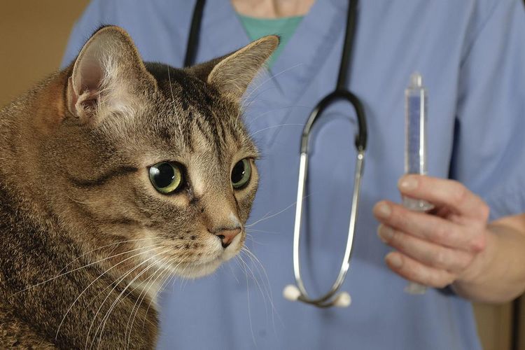 Какими антибиотиками можно лечить кошку thumbnail