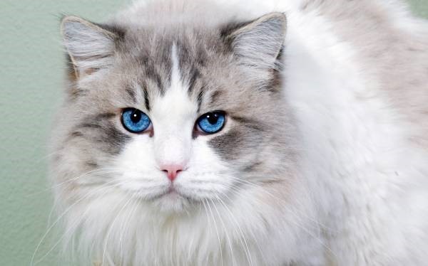 Кошка белого цвета с голубыми глазами какая порода thumbnail