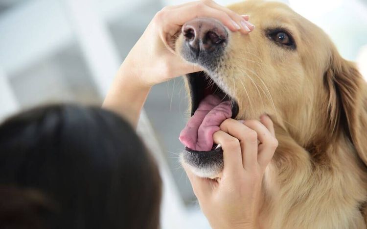 На приеме у ветеринарного врача происходит визуальный осмотр зубной полости собаки