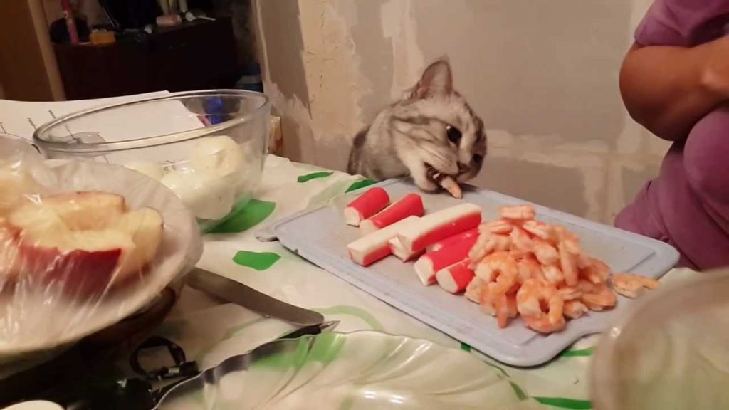 Некоторые хозяева не возражают против активного участия котов в готовке