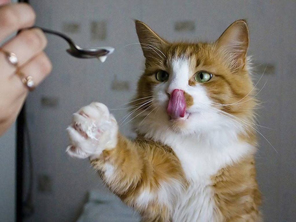Как выявить аллергию у кошки на корм thumbnail