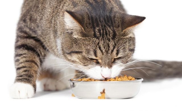 Аллергия на корм у кошек как лечить thumbnail