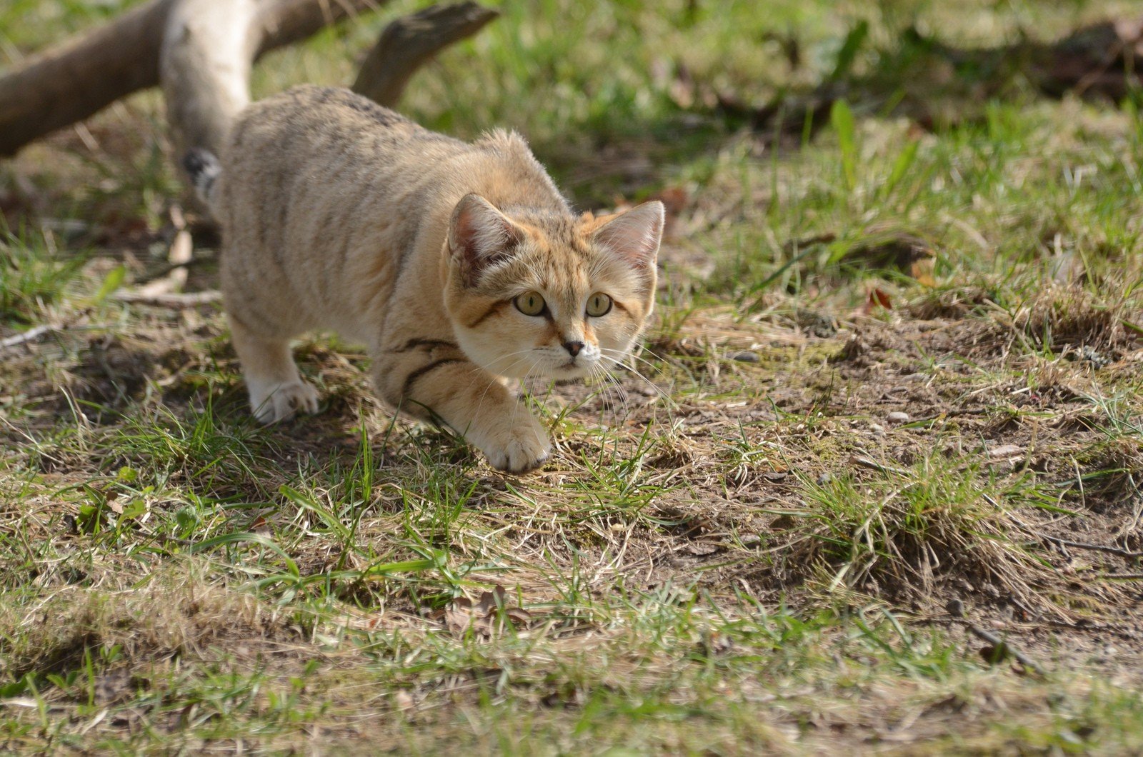 Кошка характер животного