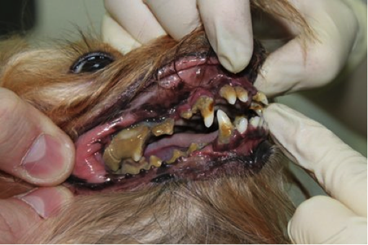 Что если у собаки болят зубы thumbnail