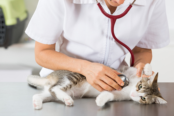 Какие антибиотики давать кошке при пневмонии thumbnail