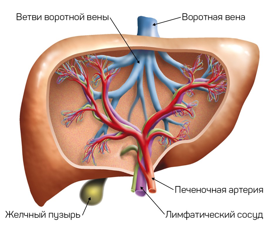 Печеночные шунты у собак