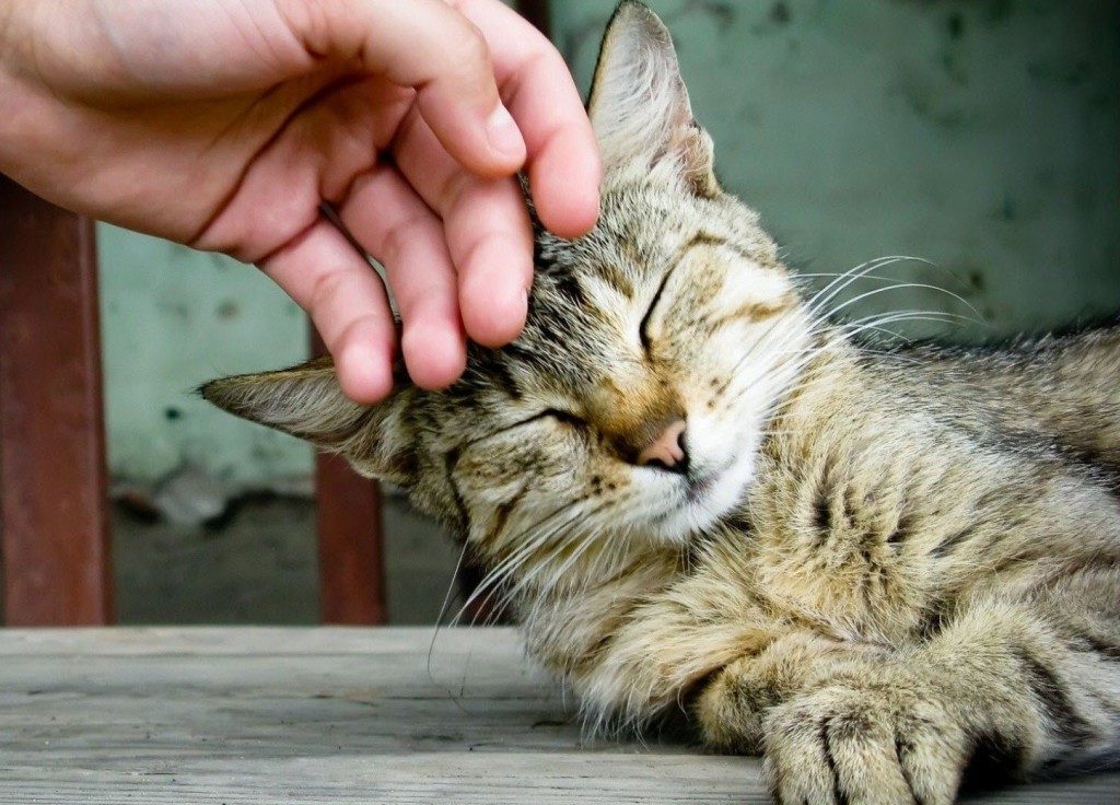 Аллергия на корм у кошки лечение thumbnail