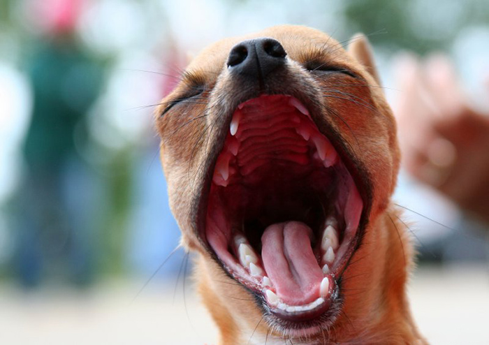 Зубы болят у собаки не может есть thumbnail
