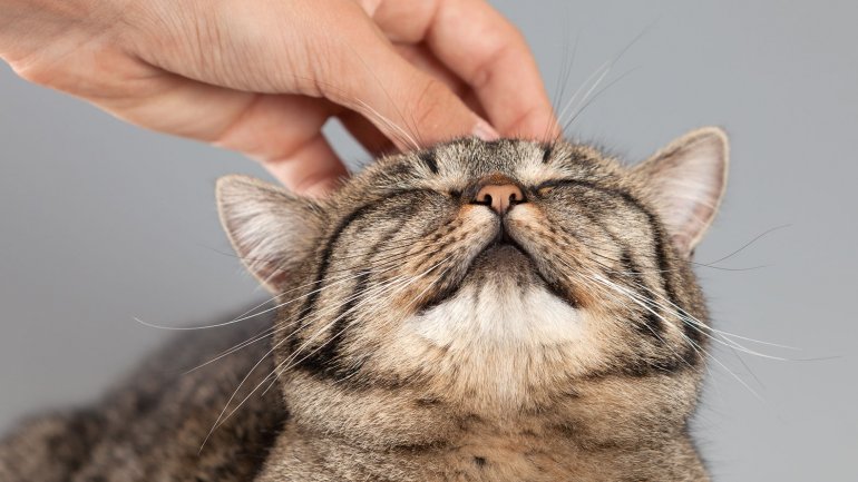 %D0%9F%D0%BE%D0%BC%D0%BD%D0%B8%D1%82%D0%B5 %D1%87%D1%82%D0%BE %D0%BF%D1%80%D0%B8 %D1%85%D0%BE%D1%80%D0%BE%D1%88%D0%B5%D0%BC %D0%B8 %D1%81%D0%B2%D0%BE%D0%B5%D0%B2%D1%80%D0%B5%D0%BC%D0%B5%D0%BD%D0%BD%D0%BE%D0%BC %D0%B2%D0%BE%D1%81%D0%BF%D0%B8%D1%82%D0%B0%D0%BD%D0%B8%D0%B8 %D0%BA%D0%BE%D1%82%D0%B0 %D1%83%D0%BB%D0%BE%D0%B2%D0%BA%D0%B8 %D0%B2%D0%B0%D0%BC %D0%BD%D0%B5 %D0%BF%D0%BE%D0%BD%D0%B0%D0%B4%D0%BE%D0%B1%D1%8F%D1%82%D1%81%D1%8F Как отучить кота лазать на стол