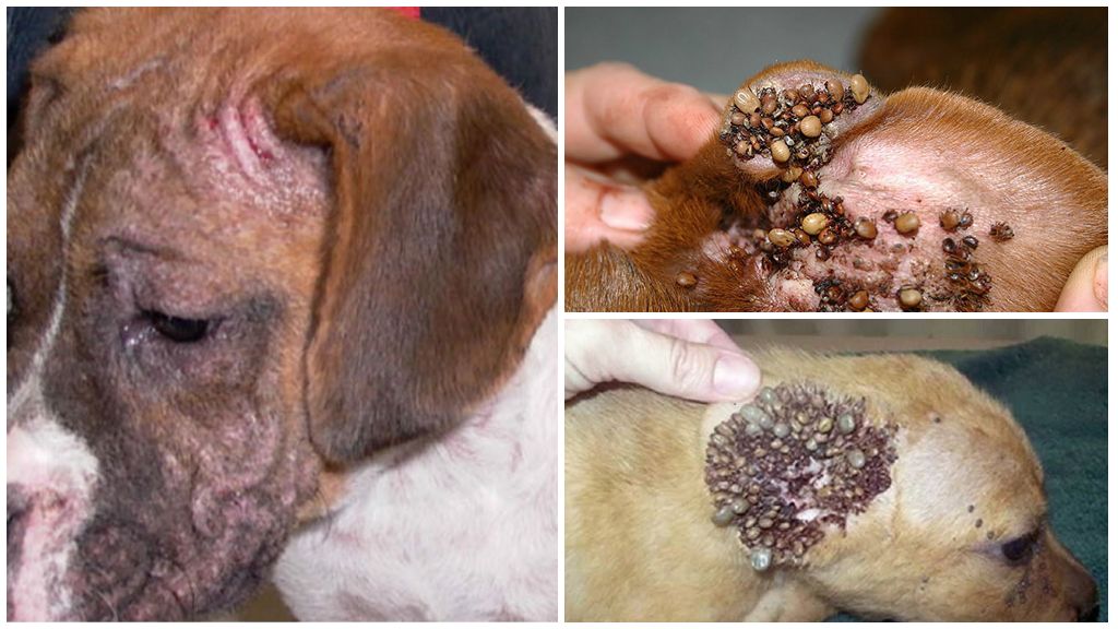 Лечение болезни лайма у собак симптомы thumbnail