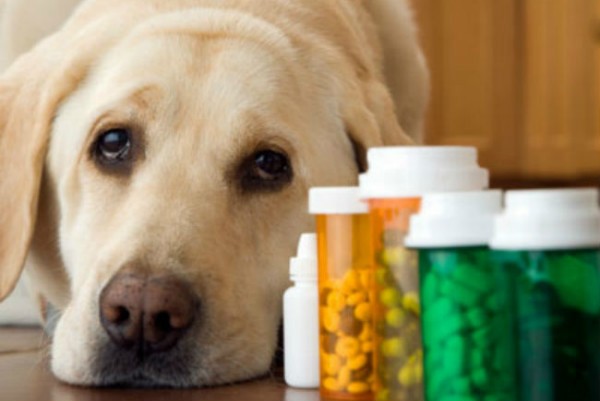Атопический дерматиты у собак лечение thumbnail