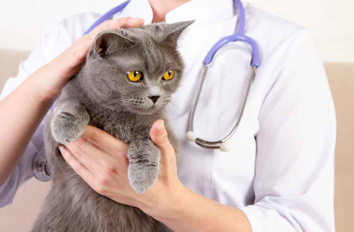 При подозрениях на наличие гастрита у кошки необходимо срочно обратиться к ветеринару