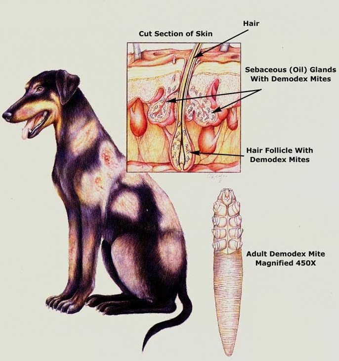 Развитие демодекоза у собак