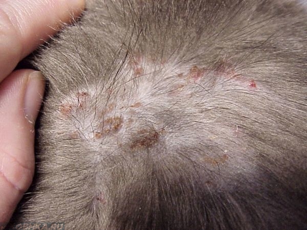 Аллергия у кошек симптомы и лечение фото на корм для thumbnail