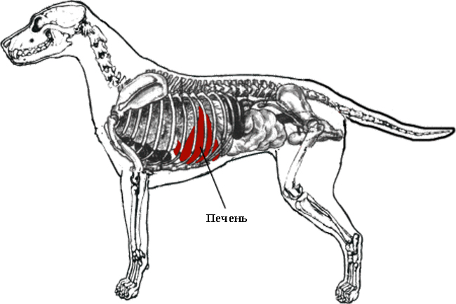 Расположение печени у собак