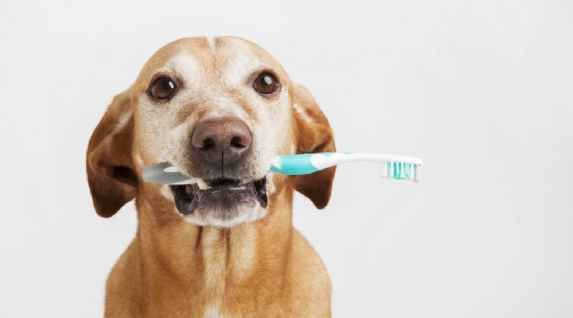 Собакам необходимо чистить зубы