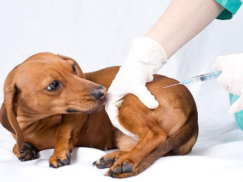 Собака вакцинируется аллергенами