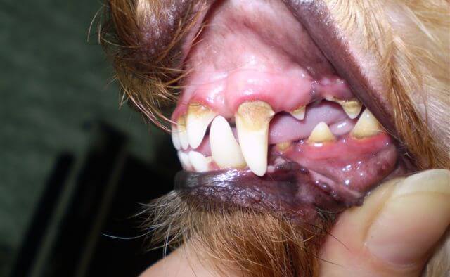 Болят ли зубы у собаки когда thumbnail