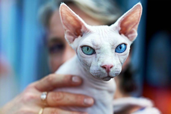 Белая кошка с синими глазами порода фото thumbnail
