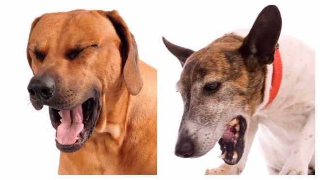 Все болезни собак и их лечение фото thumbnail