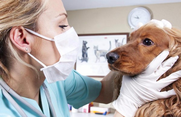 аллергический дерматит у собак от чего thumbnail
