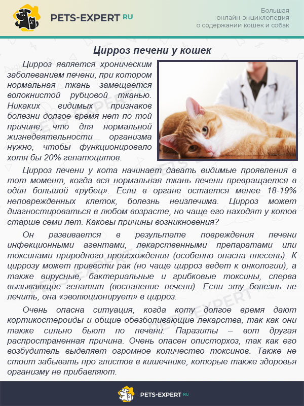 История болезни кошки. Инфекционные заболевания кошек.
