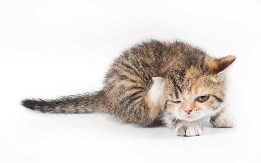 Чем лечить аллергию на корм у кошек симптомы thumbnail