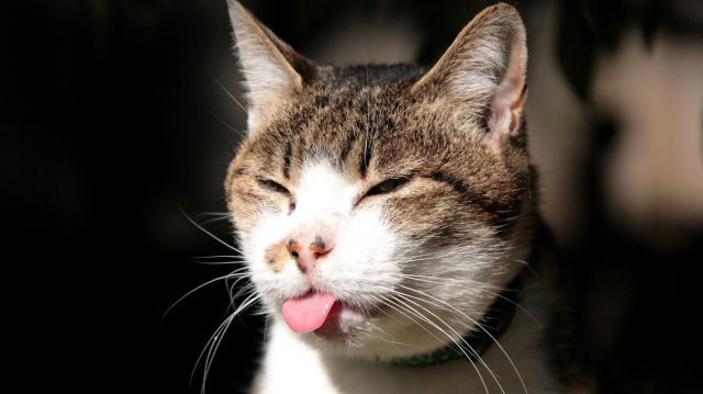 Аллергия на сухой корм у кошек как лечить thumbnail