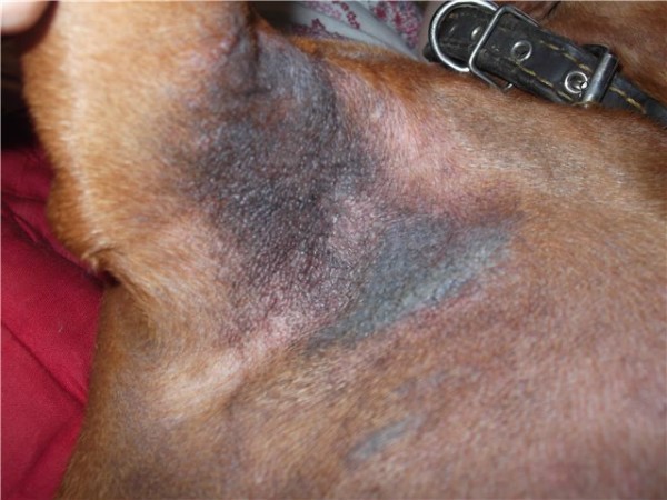 Что назначают при атопическом дерматите собакам thumbnail
