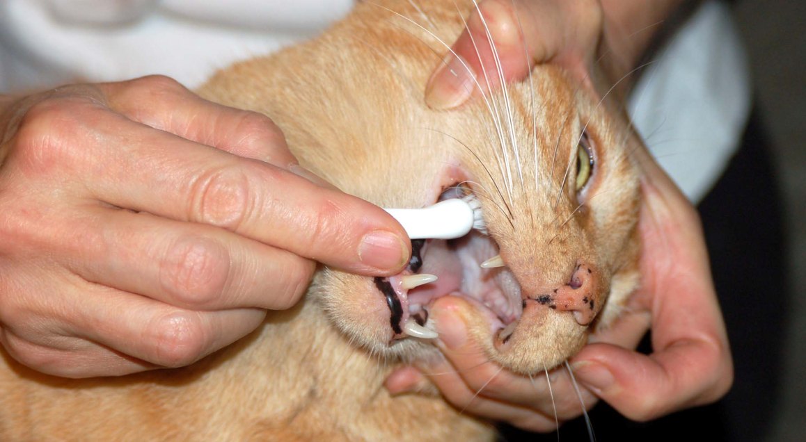 Лимфоцитарный гингивит у кошек анализ крови thumbnail