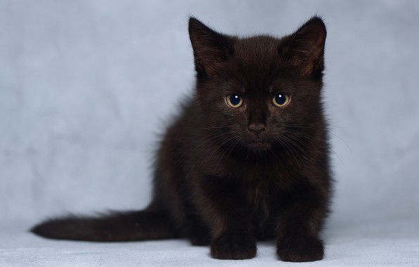 Чёрные котята сразу же рождаются с угольной шерсткой