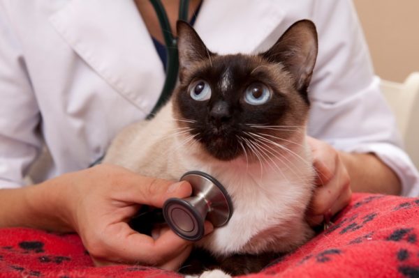 Бронхиальная астма у кошек видео thumbnail
