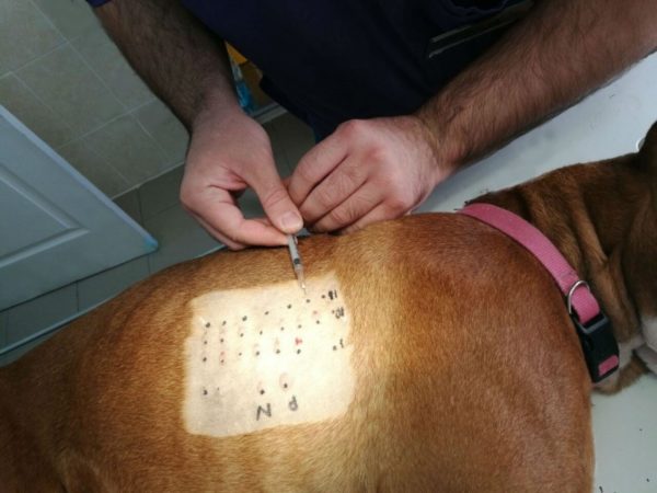 Заболевания кожи у собак атопический дерматит лечение thumbnail
