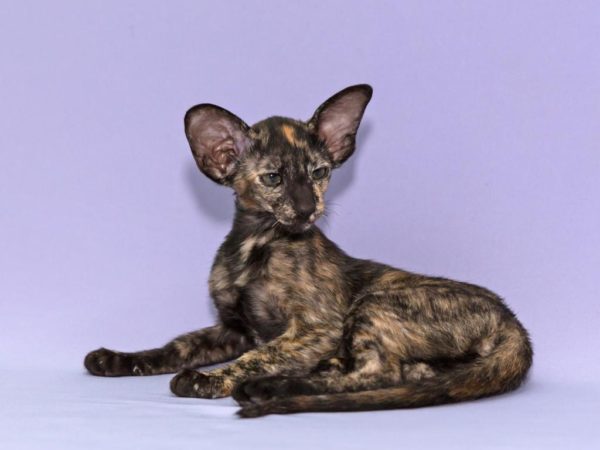 Порода кошек с черепашьим окрасом фото thumbnail