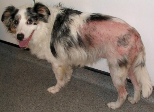 Заболевания кожи у собак атопический дерматит thumbnail