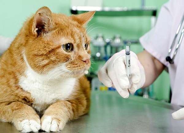 Лечение астмы у кошек в домашних условиях thumbnail