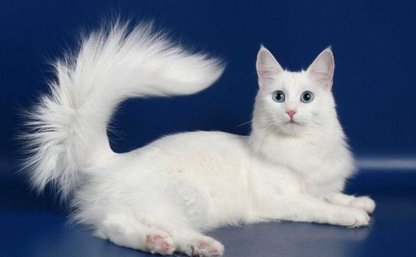 Как называется порода кошки белого цвета с голубыми глазами thumbnail