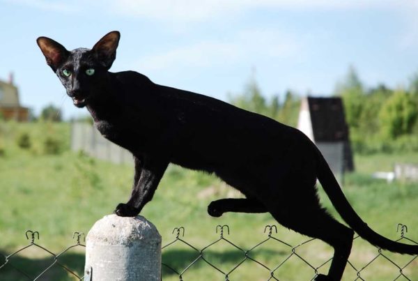 Грациозная чёрная ориентальная кошка