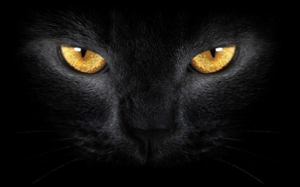 Британская кошка черная описание породы thumbnail