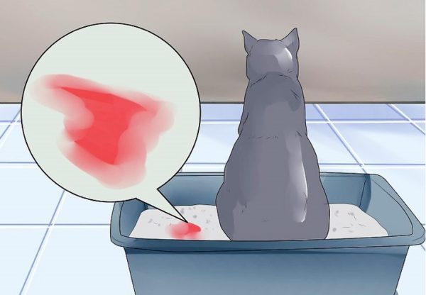 При атонии кошка может мочиться с кровью
