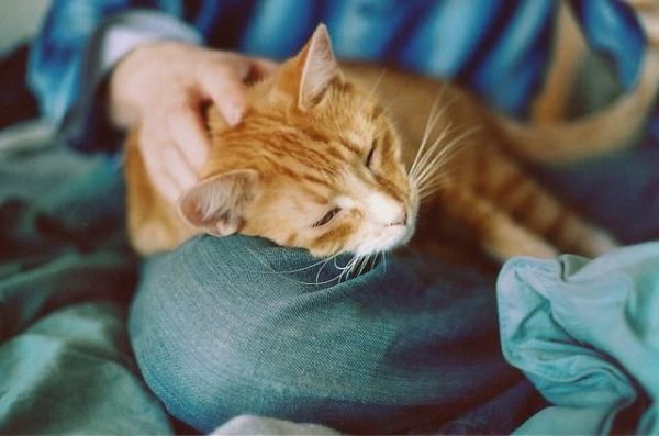 Профилактика атонии у кошек – правильный уход и кормление