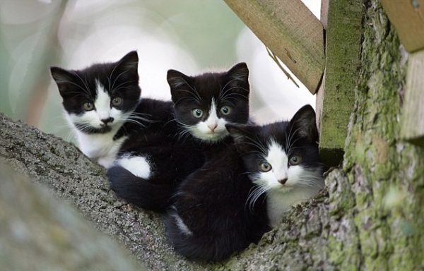 Чёрно-белые котята из одного помёта