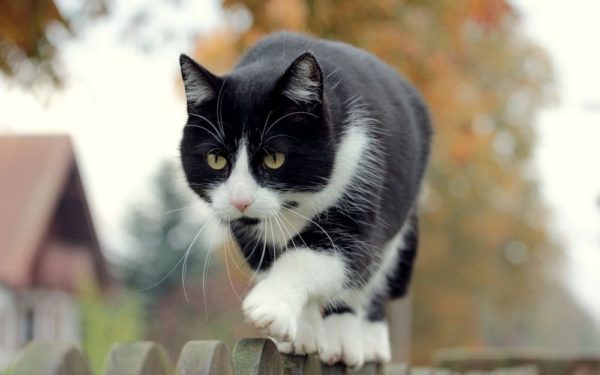 Чёрно-белый кот