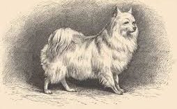 Внешний вид померанских собачек времён 17-го века