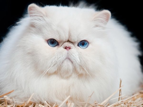 Серьёзный голубоглазый персидский кот