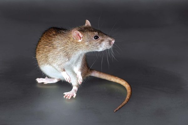 Мыши и крысы способны переносить вирус герпесного типа