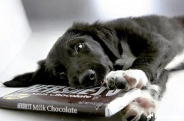 Шоколад и прочие сладости нужно хранить в месте, недоступном собаке